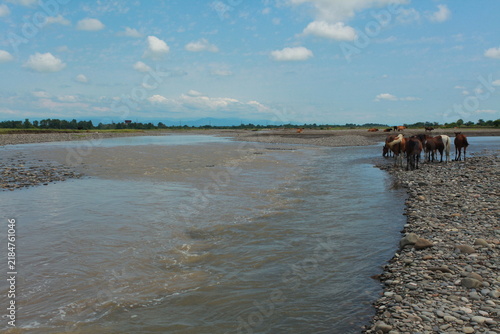 a herd of horses at a watering hole in a river