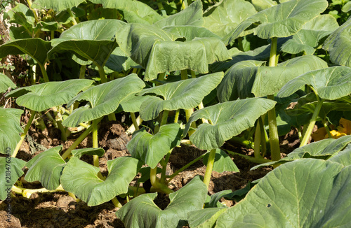 Принти на полотні Pumpkin plants growing in a garden, with large green leaves showing signs of wilting and drooping during warm summer conditions
