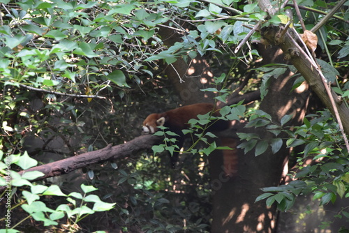 red panda on a tree