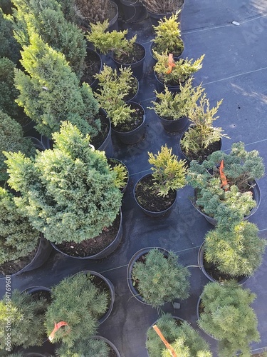 High angle view of various juniper and conifer potted seedlings at garden nursery