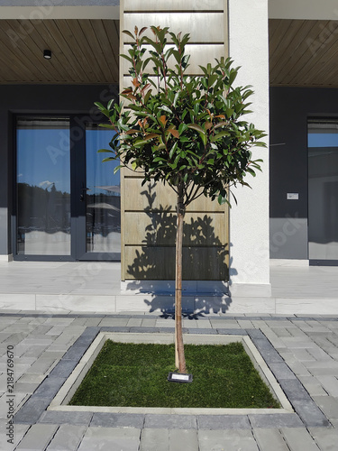 Photinia fraseri Red Robin standard tree in a square bed on patio