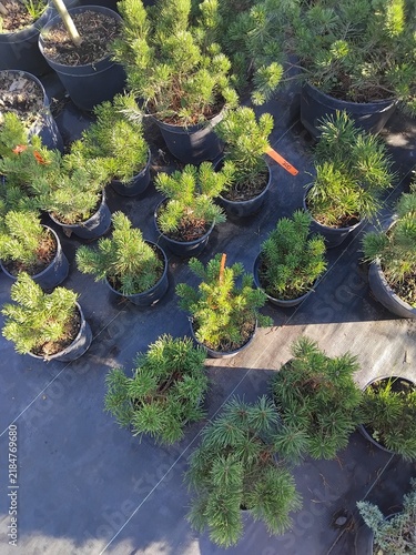 High angle view of young pine tree seedlings in plastic pots at garden nursery