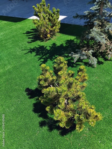 High angle view of decorative pine trees and conifer plants on bright green artificial grass
