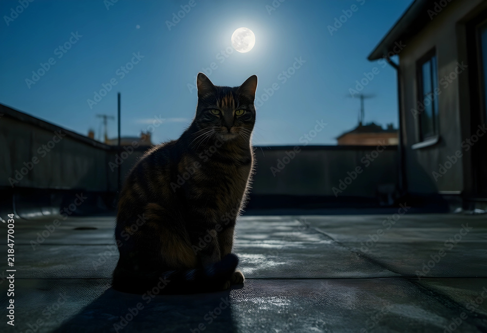 Obraz premium Mystery and solitude concept, domestic tabby cat sitting on a rooftop at night under a full moon with cinematic lighting and urban atmosphere