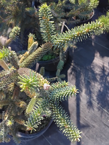 Close up of korean fir abies koreana branches with green needles in a plastic pot