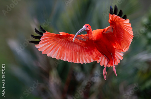 A red ibis (Eudocimus ruber) flying in a wetland area, in front of a backdrop with dense tree branches.