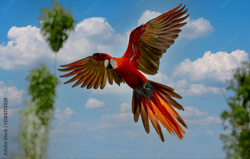 Fototapeta premium A macaw flying against a cloudy sky, with beautiful backlighting. A red macaw (Ara macao) in a tropical forest in Costa Rica. A wildlife scene from the tropics. Red color in the forest.