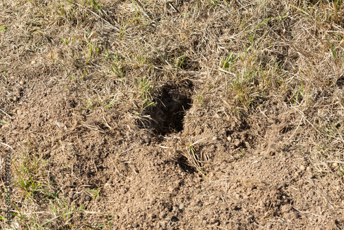 Cuadro en lienzo Rabbit hole dug in field. Dug up soil and ground disturbance.