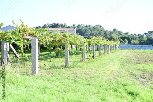 Принти на полотні Grape harvest in the vineyard