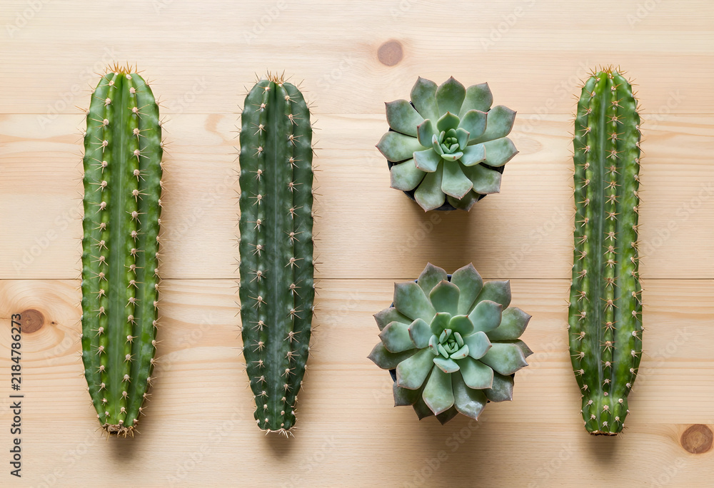 Obraz premium Biophilic design and interior decor, collection of green cacti and succulent plants arranged on a light wooden table for home gardening and wellness