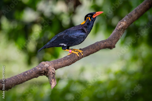 Фотография The common hill myna (Gracula religiosa) is a member of the starling family