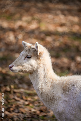 Картината върху платно Portrait of a fallow deer. Close-up of the animal.