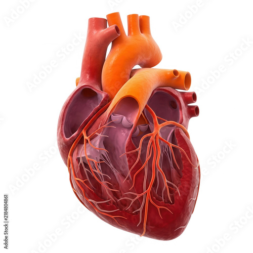 Ilustração 3D detalhada de um coração humano anatômico