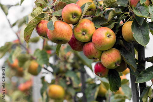 Apples in an apple orchard ready to be harvested.