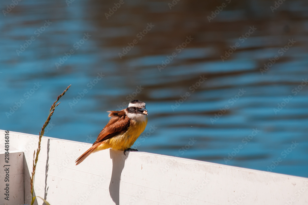 Fototapeta premium great crested grebe