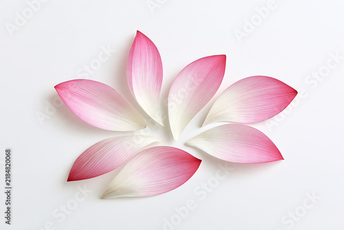Minimalist Flat Lay Of Delicate Pink Petals On White Background