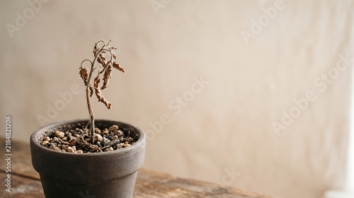 Dead plant in a small flowerpot on a wooden table, symbolizing neglect, loss, and the passage of time
