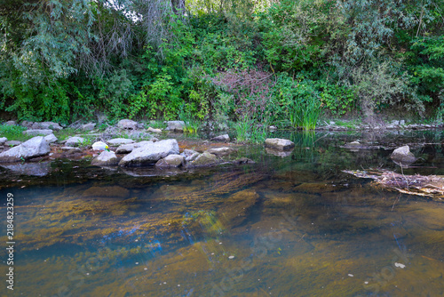 Fotografie A calm river with transparent water reveals a view of the rocky bottom and dense underwater algae