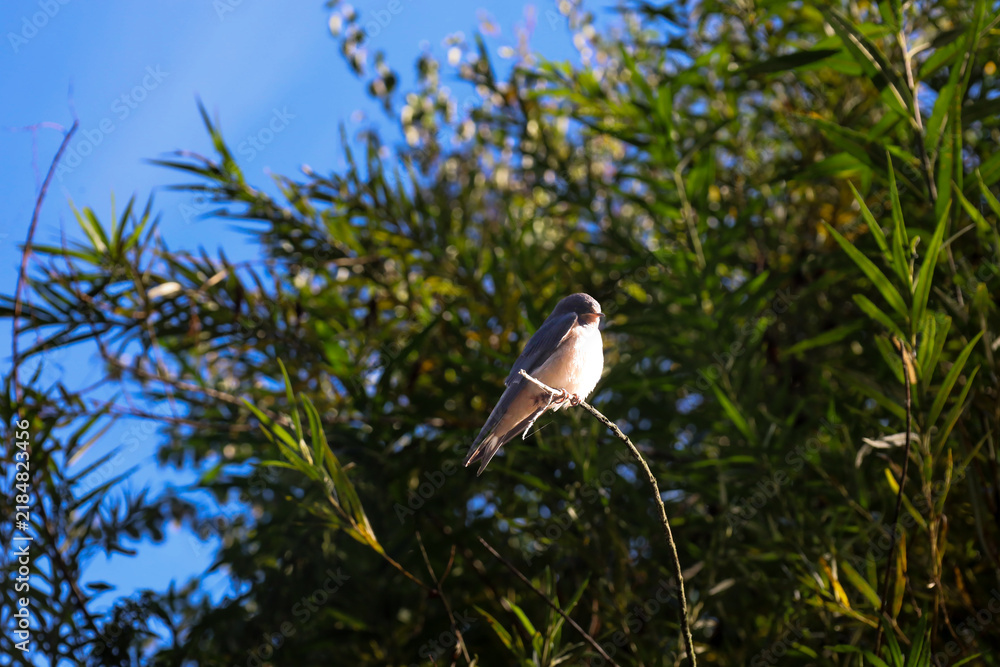 Obraz premium A small swallow sits on a thin tree branch against a bright blue sky and lush green leaves. Sunlight gently illuminates the bird, highlighting its graceful silhouette and feathers.