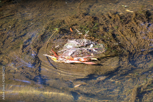 Cuadro en lienzo The transparent river water washes over a small island of dry leaves, branches, and underwater algae