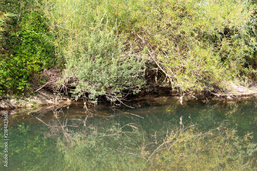 Obraz na plátně A quiet forest river with clear water reflects dense green willow bushes on the bank
