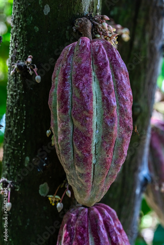 Redish cocoa pods and small delicate flowers growing directly on tree trunk in a tropical plantation