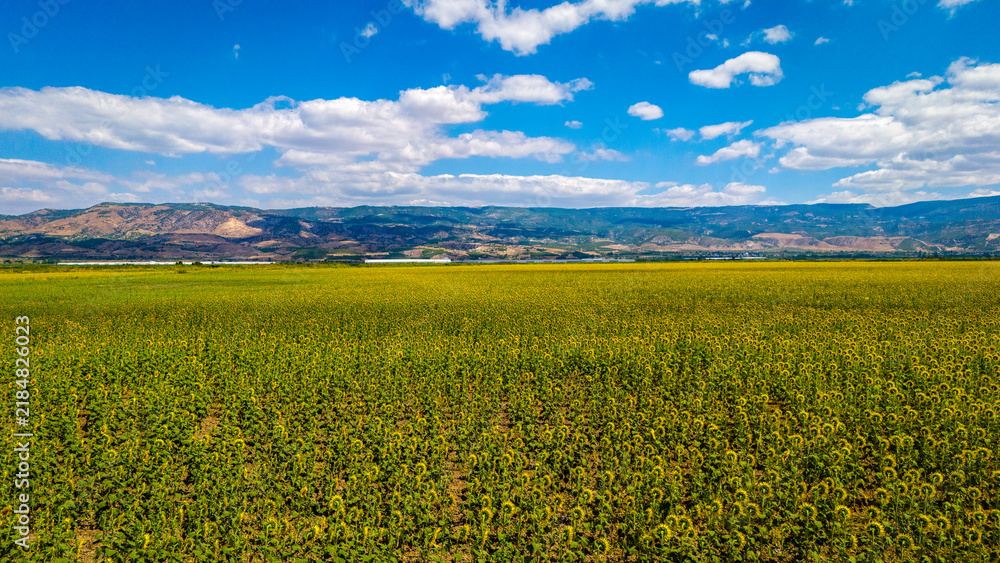 Fototapeta premium Sunflower Fields and Rural Farmland Landscape