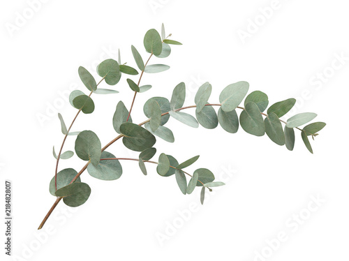 Fresh green eucalyptus branches isolated on white background