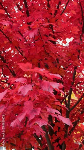 Vertical View of Red Maple Autumn Foliage