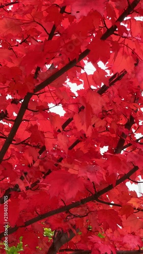 Red Maple Leaves and Dark Branches in Autumn Canopy
