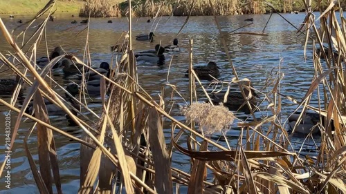 Mallard Ducks Swimming Among Dry Cattails on Pond