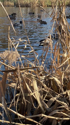 Mallard Ducks on Pond Framed by Tall Dry Reeds