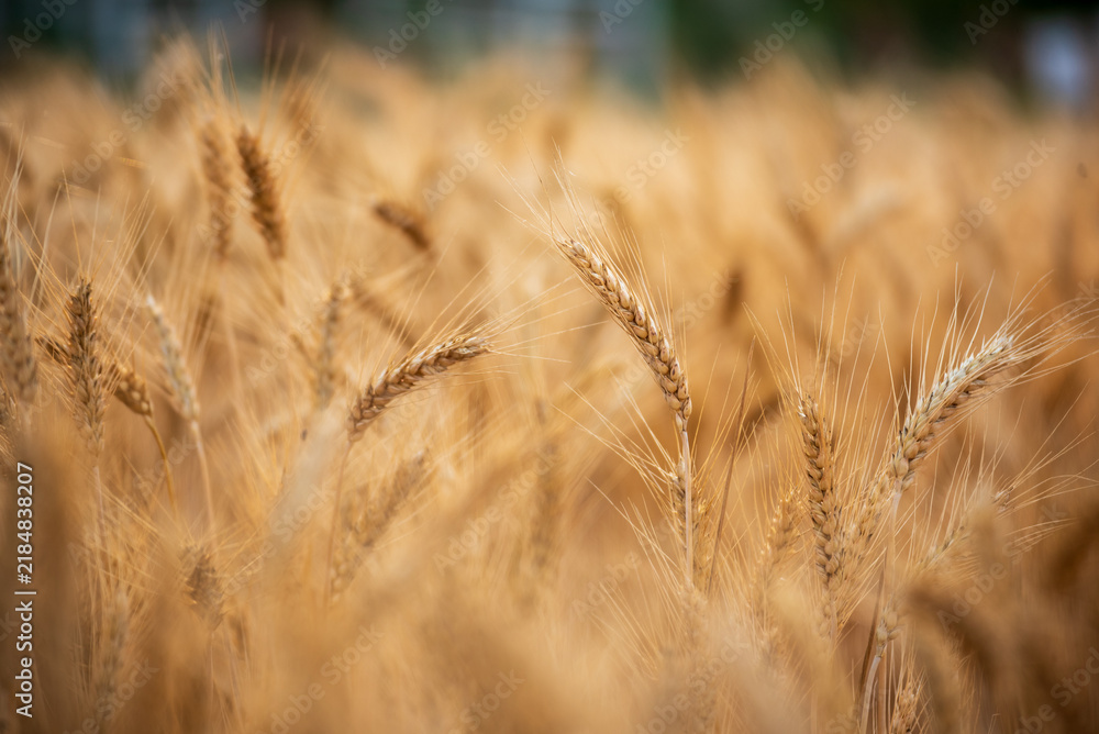 Fototapeta premium Ripe barleys on evening sunset. Dry barley golden field pasture farmland. Barley wheat agriculture field ingredient for bread grain cultivated in produce agricultural. cultivated natural farmland