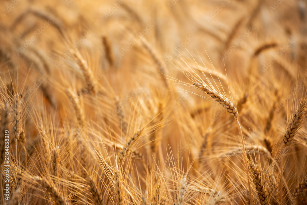 Fototapeta premium Dry barley golden field pasture farmland. Barley wheat agriculture field ingredient for bread grain cultivated in produce agricultural. Ripe barleys on evening sunset. cultivated natural farmland