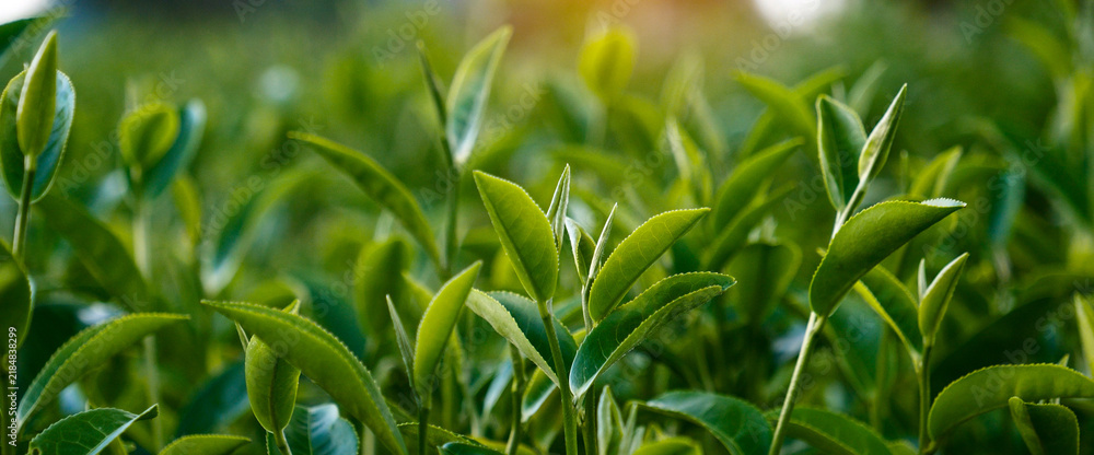 Obraz premium Banner Green tea tree field Garden watering agriculture. Panorama Fresh young tender bud herbal farm in morning. Green tea tree plant. Banner Green tea tree leaves camellia sinensis with copy space