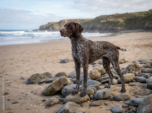 German Shorthaired Pointer Standing Proudly On A Rocky Beach Shoreline