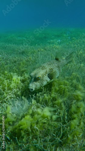 Vertical footage, Pufferfish feeding on a sandy-silty bottom covered with green sea grass, Slow motion of Broadbarred Toadfish or White-spotted puffer, Arothron hispidus