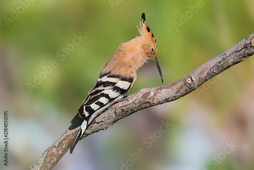 Konstfotografi Eurasian Hoopoe (Upupa epops) perched on a branch looking downwards, showing distinct black and white barred wings and long slender bill