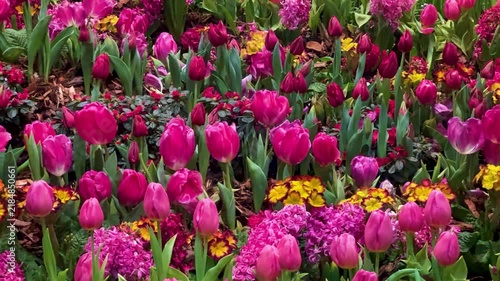 Springtime Abundance Concept: 4K Video Of Pink Tulips, Hyacinths And Pansies Blooming In A Garden