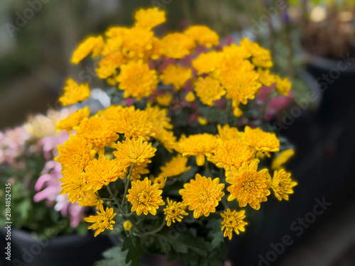 Beautiful Blooming Yellow Chrysanthemum flowers decorative summer autumn flowers in balcony garden close up