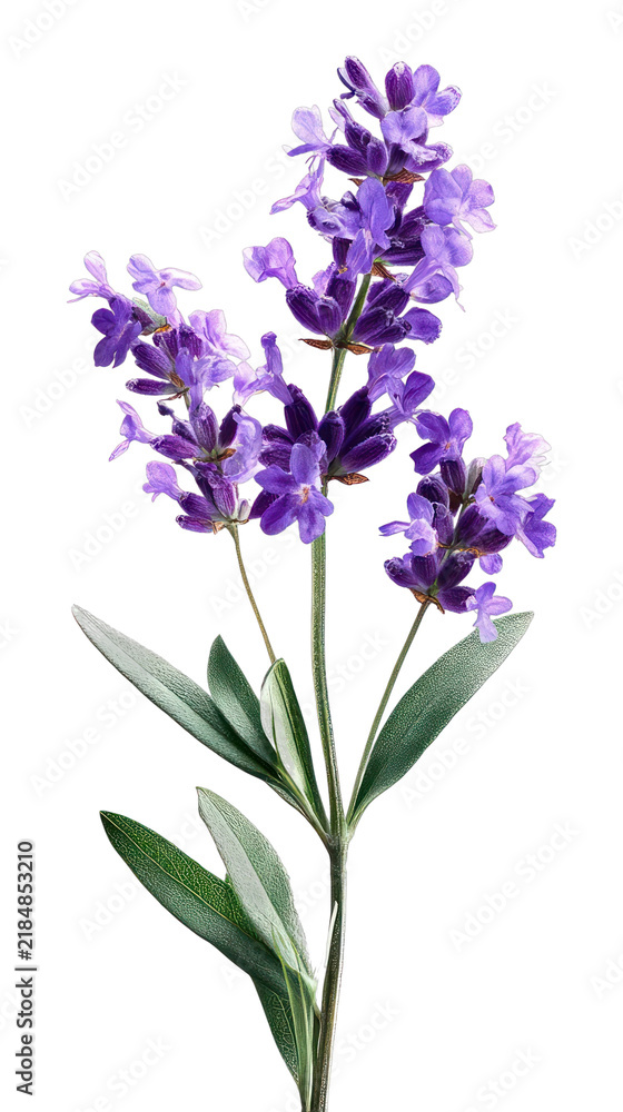 Obraz premium PNG Vibrant lavender botanical illustration