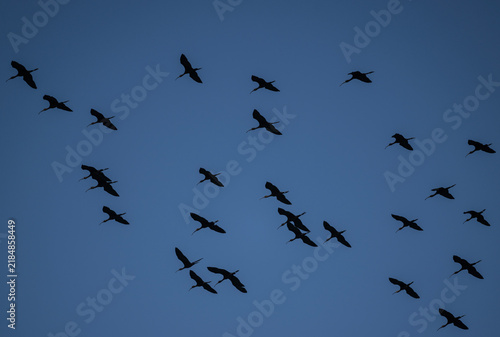 Cuadro en lienzo A black ibis in the wild on the island of Crete, Greece, in summer