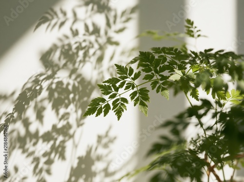 Green houseplant leaves casting shadow on white wall