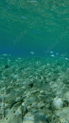 Vertical footage, Many inconspicuous fishes blending into environment in sunlight, School of fish swims over rocky bottom in shallow water on bright sunny day merging with seabed relief in sun glare