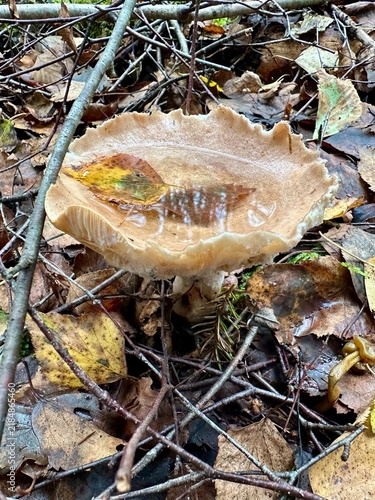 A large, wild, inedible brownish-yellow mushroom grows among fallen leaves and twigs on the forest floor. Forest nature, autumn mushrooms, details of the forest landscape. Vertical background