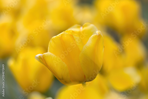 Close-up of a single yellow tulip head surrounded by a soft background, single tulip enveloped by yellow background, petals, early-blooming tulips, tulipa, spring flowers