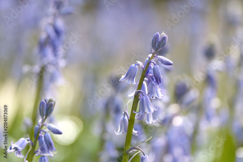 Photography a few long stalks with blue-violet petals, soft green and purple background, hya