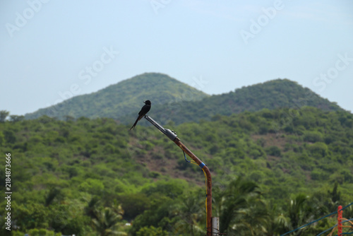 A black drongo bird perched on a weathered utility pole against lush green hills and a pale blue sky, creating a tranquil countryside landscape scene photograph.