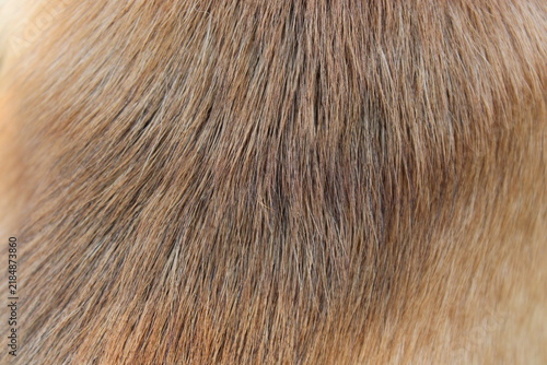 Картината върху платно Golden brown dog fur pelt texture close up macro background