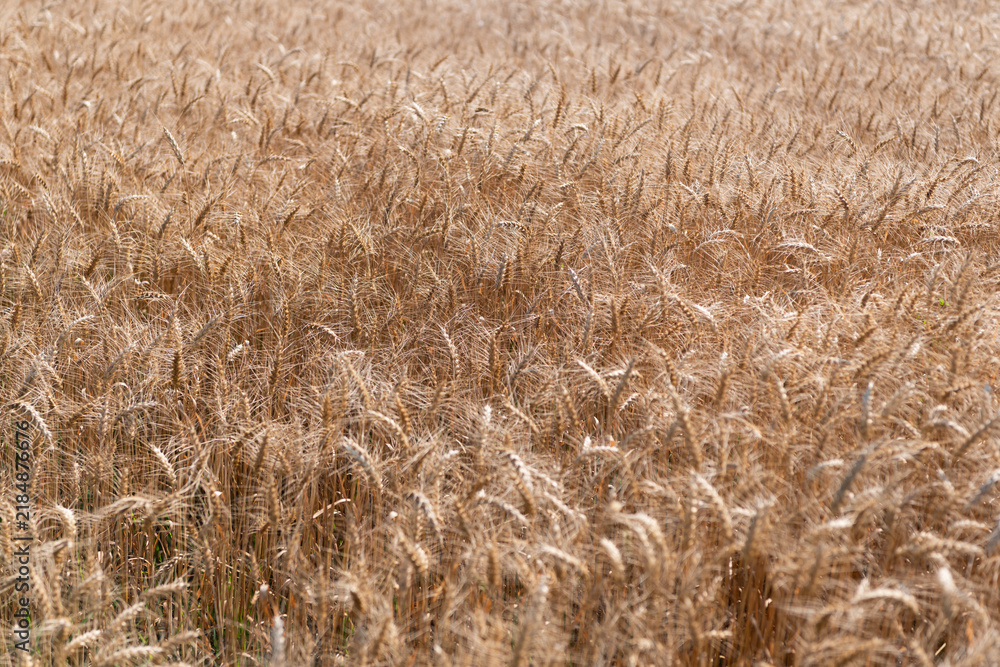 Obraz premium Crop field. Seed ripe nature background. Golden crop and ear of wheat. Farmland with field of rye in summer. Agriculture wheat field. Field on an agriculture farm. Farming